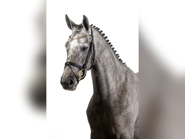 Zangersheide Giumenta 3 Anni 164 cm Grigio in Ommen