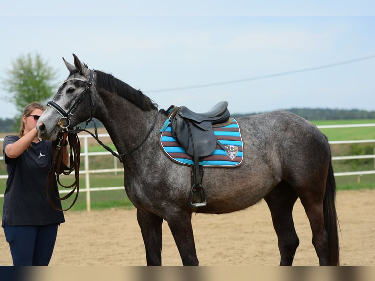 Zangersheide Giumenta 3 Anni 164 cm Grigio pezzato in PRZASNYSZ
