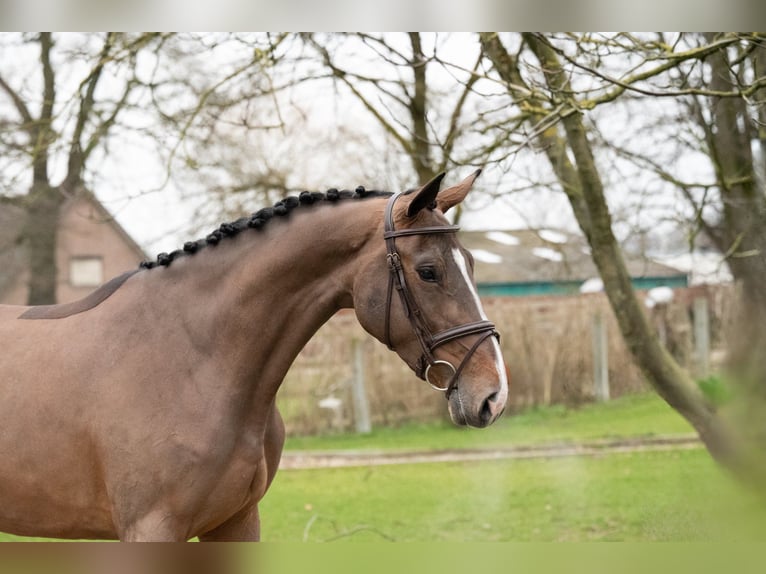 Zangersheide Giumenta 3 Anni 165 cm Baio in Bocholt