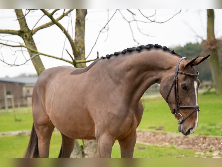 Zangersheide Giumenta 3 Anni 165 cm Baio in Bocholt