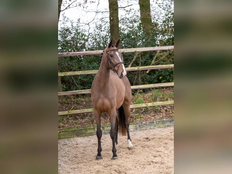 Zangersheide Giumenta 3 Anni 165 cm Baio in Bocholt