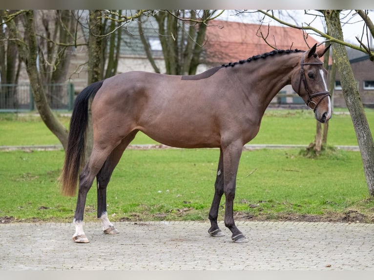 Zangersheide Giumenta 3 Anni 165 cm Baio in Bocholt