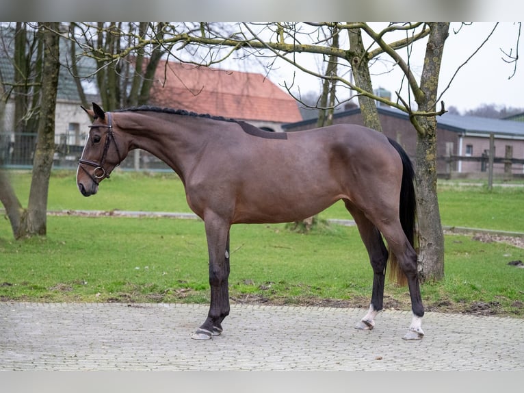 Zangersheide Giumenta 3 Anni 165 cm Baio in Bocholt