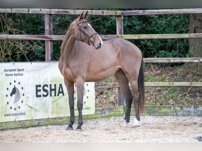 Zangersheide Giumenta 3 Anni 165 cm Baio in Bocholt