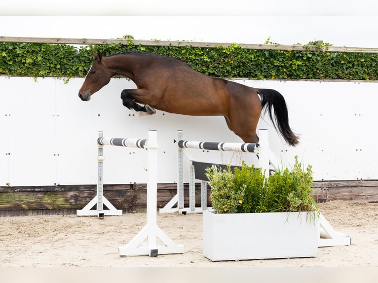 Zangersheide Giumenta 3 Anni 165 cm Baio in Waddinxveen Zangersheide Giumenta 3 Anni 165 cm Baio in Waddinxveen
