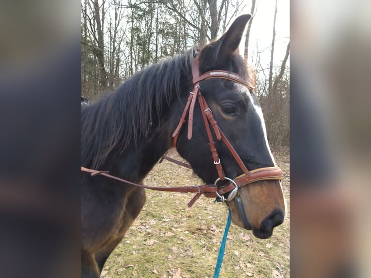 Zangersheide Giumenta 3 Anni 165 cm Baio ciliegia in Drażniew