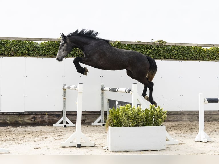 Zangersheide Giumenta 3 Anni 165 cm  in Waddinxveen