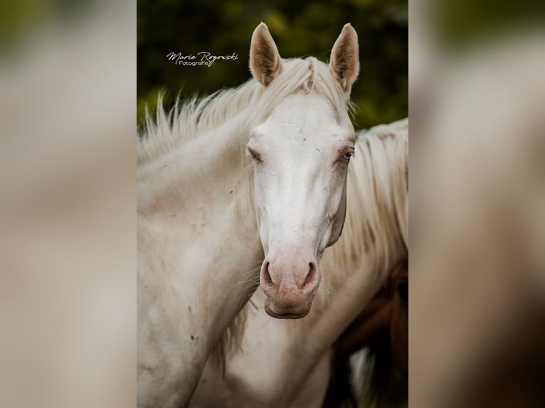 Zangersheide Giumenta 3 Anni 165 cm Cremello in Beaumont pied-de-boeuf