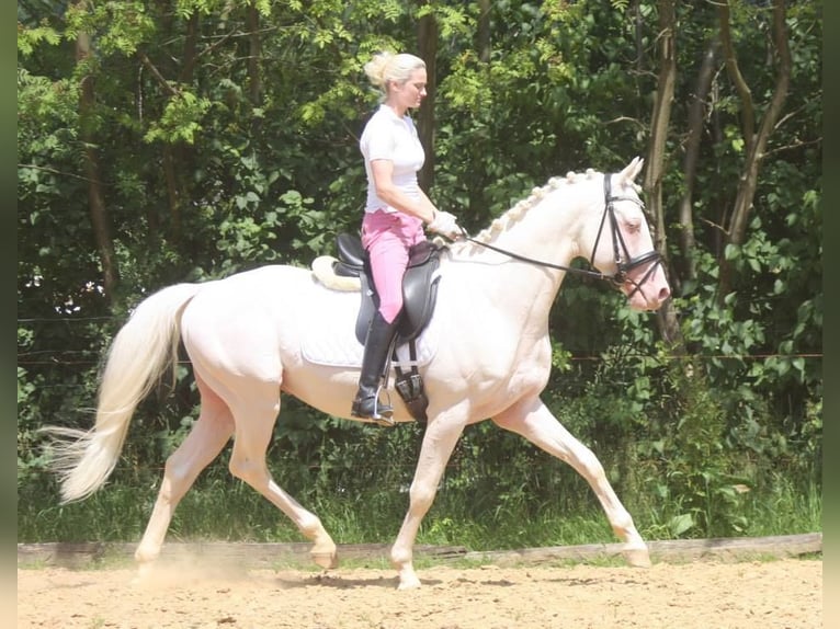 Zangersheide Giumenta 3 Anni 165 cm Cremello in Beaumont pied-de-boeuf