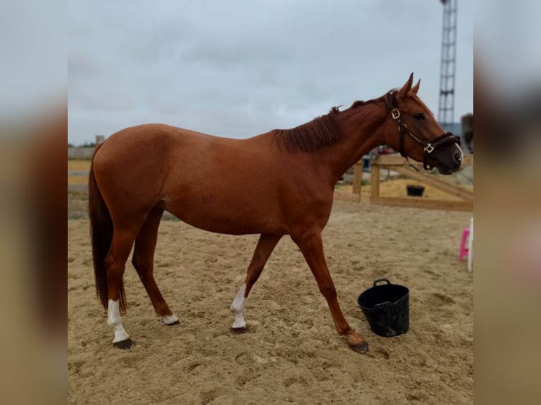 Zangersheide Giumenta 3 Anni 165 cm Sauro in Bilzen