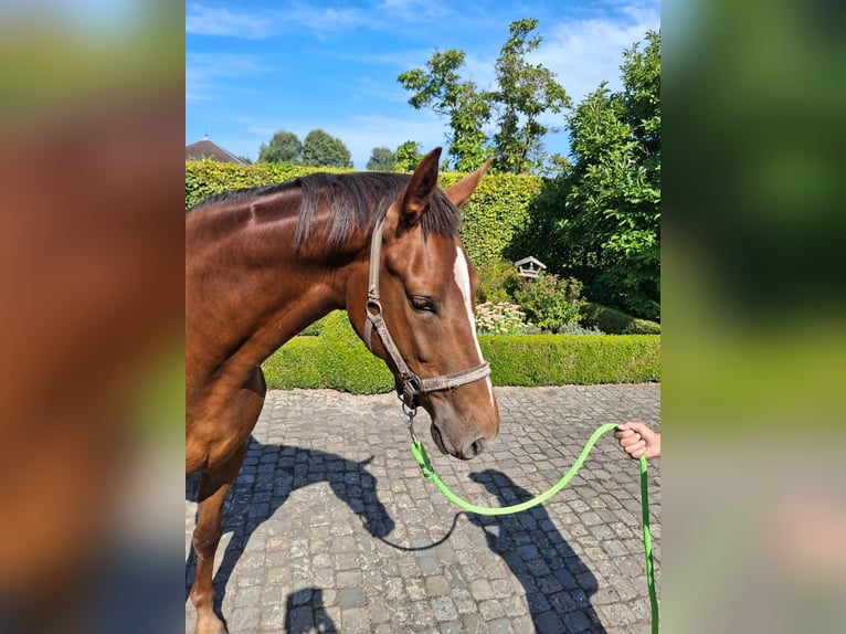 Zangersheide Giumenta 3 Anni 165 cm Sauro in GROTE-BROGEL