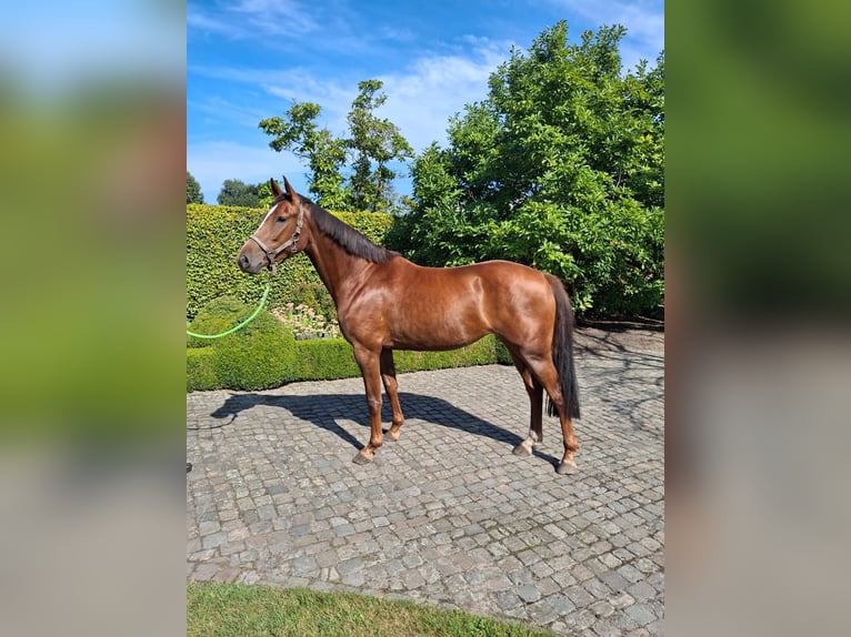 Zangersheide Giumenta 3 Anni 165 cm Sauro in GROTE-BROGEL