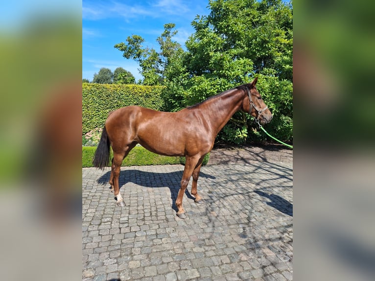 Zangersheide Giumenta 3 Anni 165 cm Sauro in GROTE-BROGEL