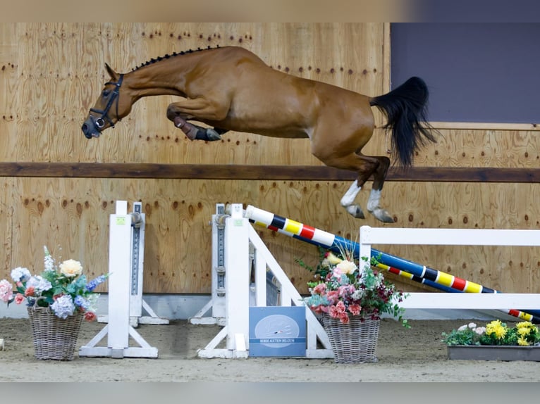 Zangersheide Giumenta 3 Anni 166 cm Baio in Kinrooi