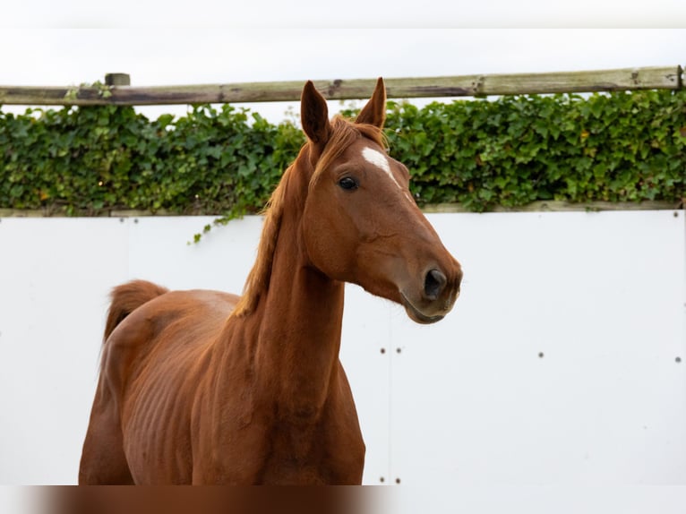 Zangersheide Giumenta 3 Anni 166 cm Sauro in Waddinxveen