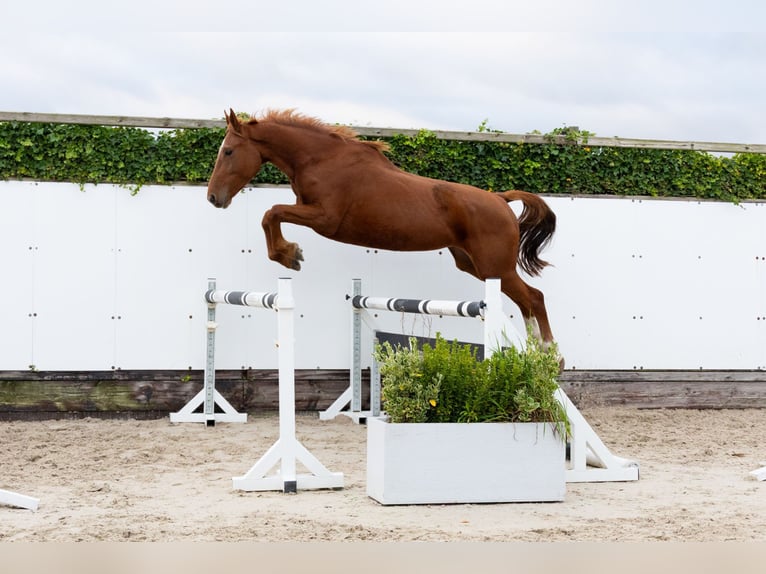 Zangersheide Giumenta 3 Anni 166 cm Sauro in Waddinxveen