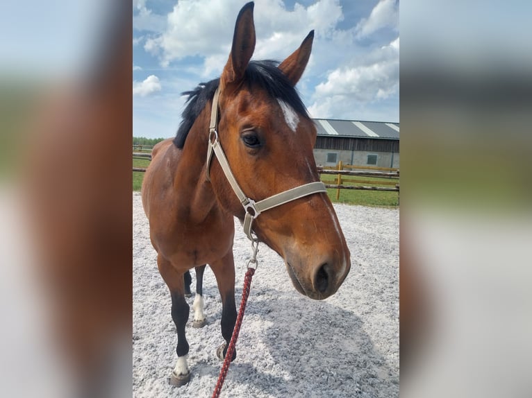 Zangersheide Giumenta 3 Anni 167 cm Baio ciliegia in Vance