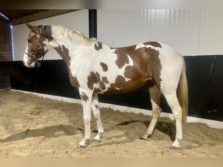 Zangersheide Giumenta 3 Anni 167 cm Pezzato in Bladel