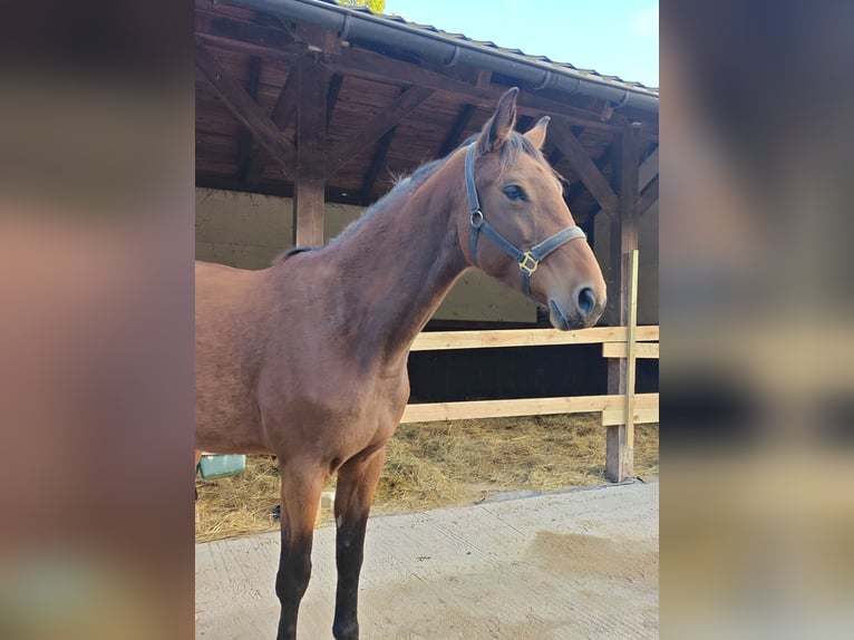 Zangersheide Giumenta 3 Anni 168 cm Baio in Młyn Dolny