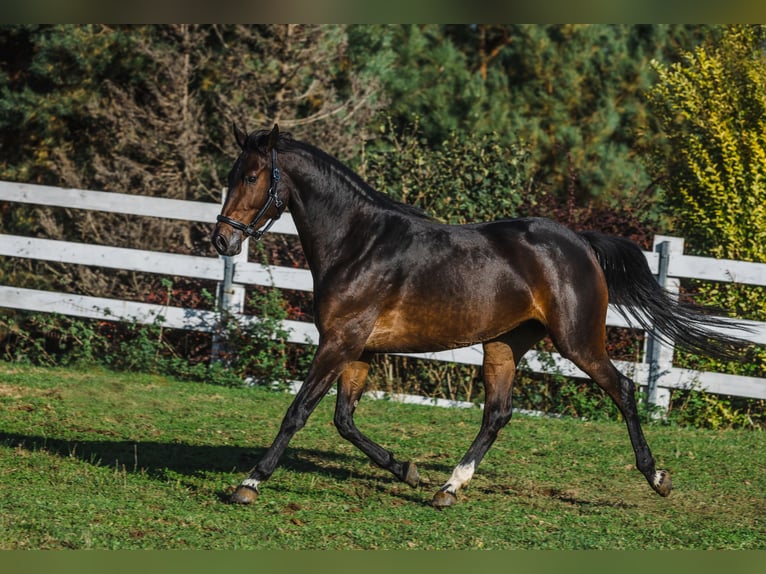 Zangersheide Giumenta 3 Anni 168 cm Baio in Skrzyszów