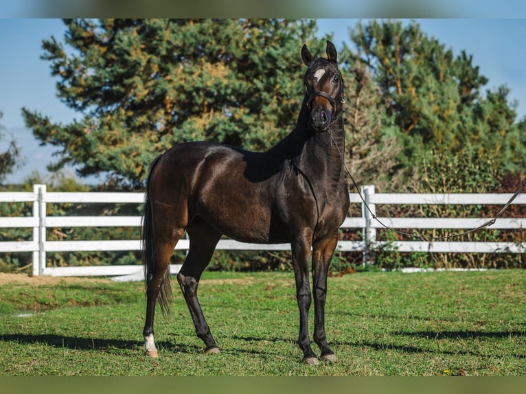 Zangersheide Giumenta 3 Anni 168 cm Baio in Skrzyszów