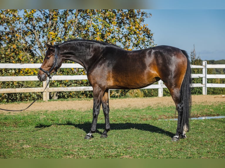 Zangersheide Giumenta 3 Anni 168 cm Baio in Skrzyszów