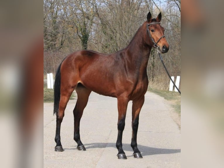 Zangersheide Giumenta 3 Anni 168 cm Baio in Szarvas