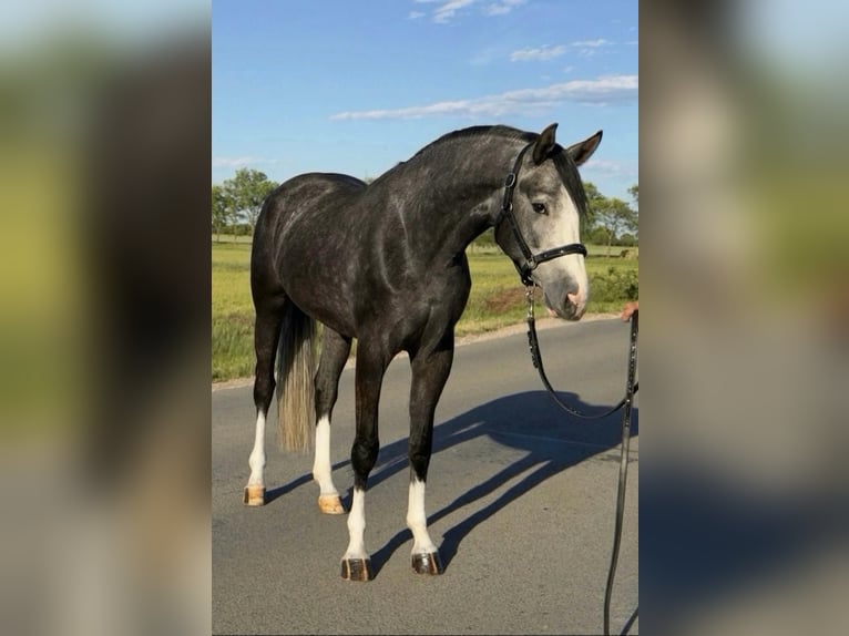 Zangersheide Giumenta 3 Anni 168 cm Grigio ferro in Szarvas