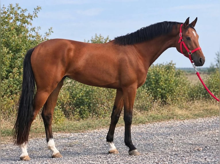 Zangersheide Giumenta 3 Anni 169 cm Baio in Csabacsűd