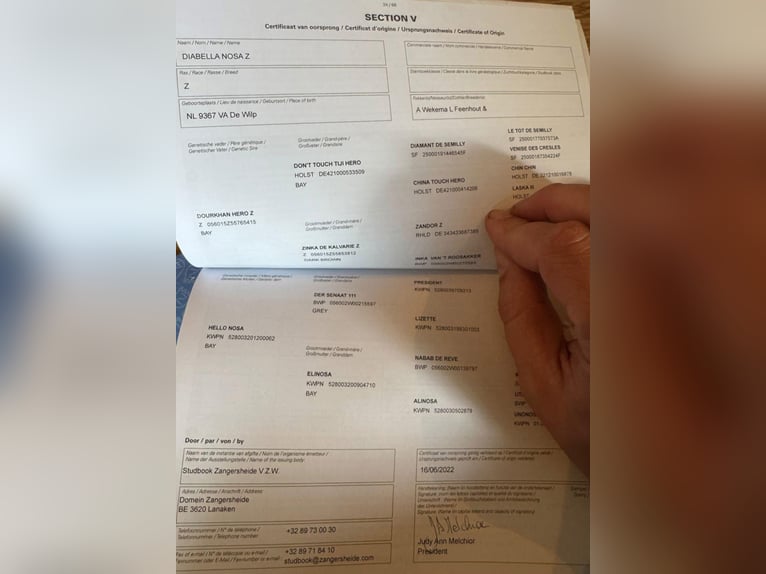 Zangersheide Giumenta 3 Anni 169 cm Baio in Hódmezővásárhely Zangersheide Giumenta 3 Anni 169 cm Baio in Hódmezővásárhely