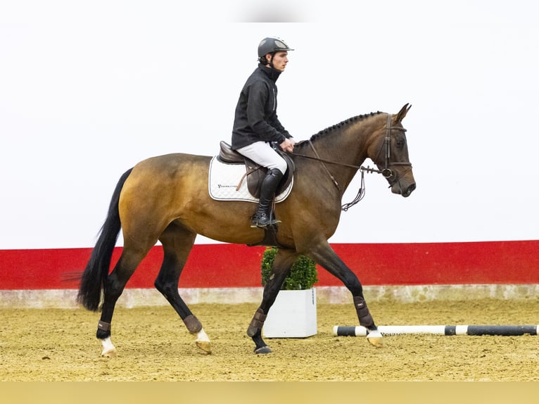 Zangersheide Giumenta 3 Anni 169 cm Baio in Waddinxveen