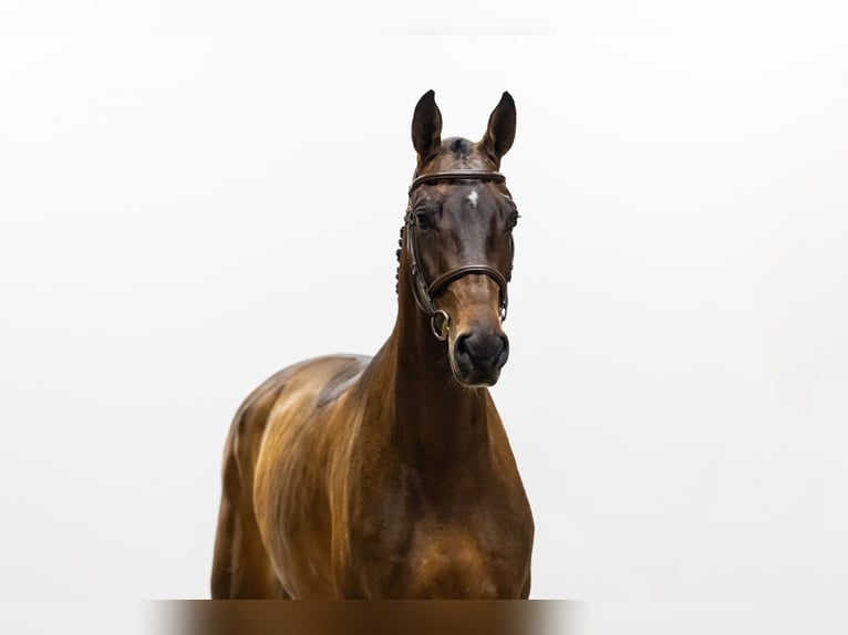 Zangersheide Giumenta 3 Anni 169 cm Baio in Waddinxveen