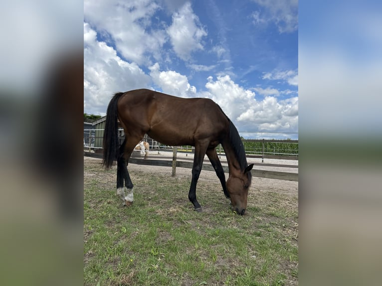 Zangersheide Giumenta 3 Anni 170 cm Baio in Kaatsheuvel