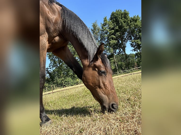 Zangersheide Giumenta 3 Anni 170 cm Baio in Kaatsheuvel