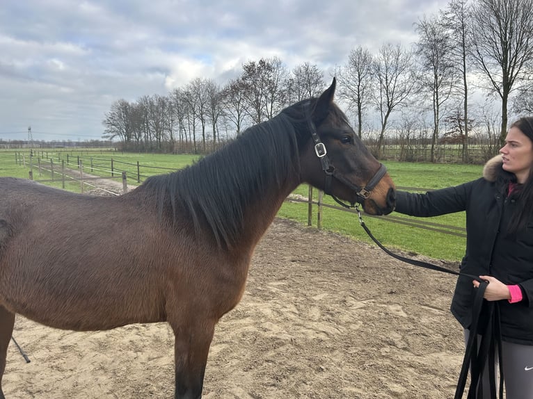 Zangersheide Giumenta 3 Anni 170 cm Baio in Kaatsheuvel