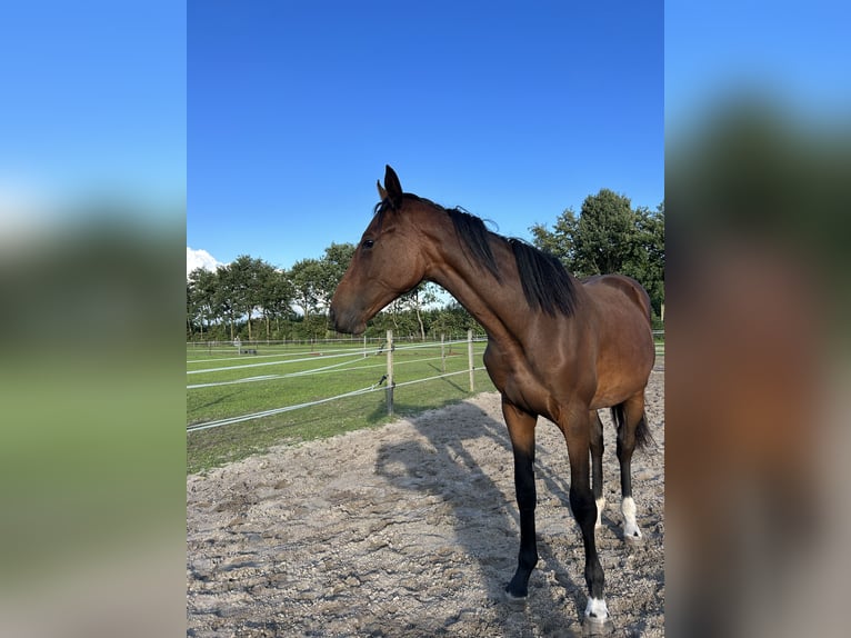 Zangersheide Giumenta 3 Anni 170 cm Baio in Kaatsheuvel