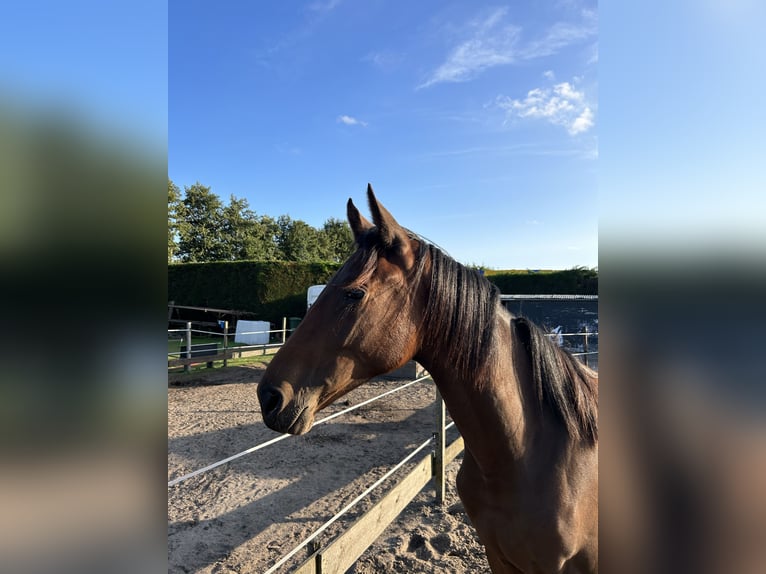 Zangersheide Giumenta 3 Anni 170 cm Baio in Kaatsheuvel