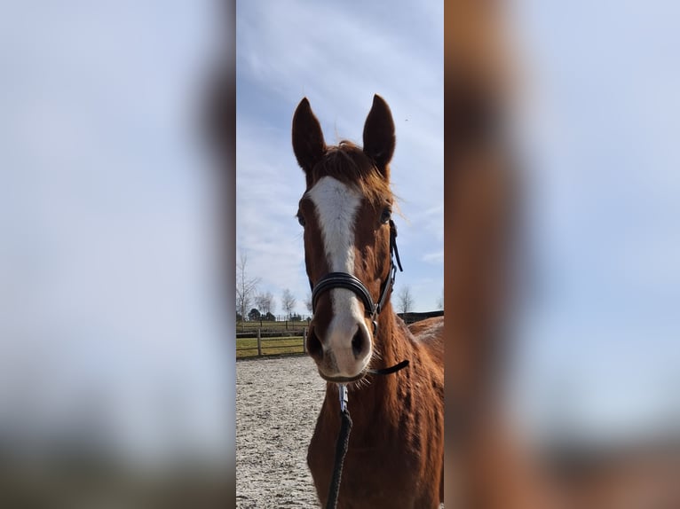 Zangersheide Giumenta 3 Anni 170 cm Sauro in Kurtscheid