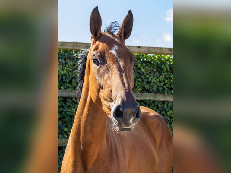Zangersheide Giumenta 3 Anni 171 cm Baio in Waddinxveen