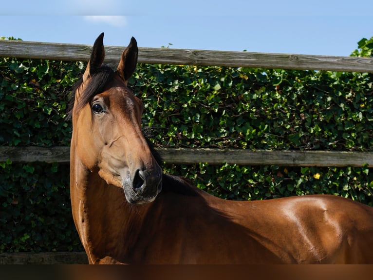 Zangersheide Giumenta 3 Anni 172 cm Baio in Waddinxveen