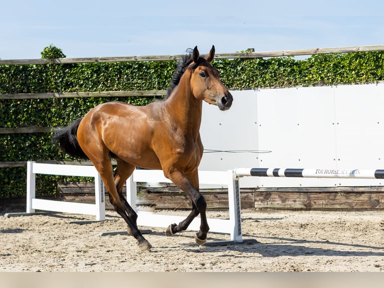 Zangersheide Giumenta 3 Anni 172 cm Baio in Waddinxveen