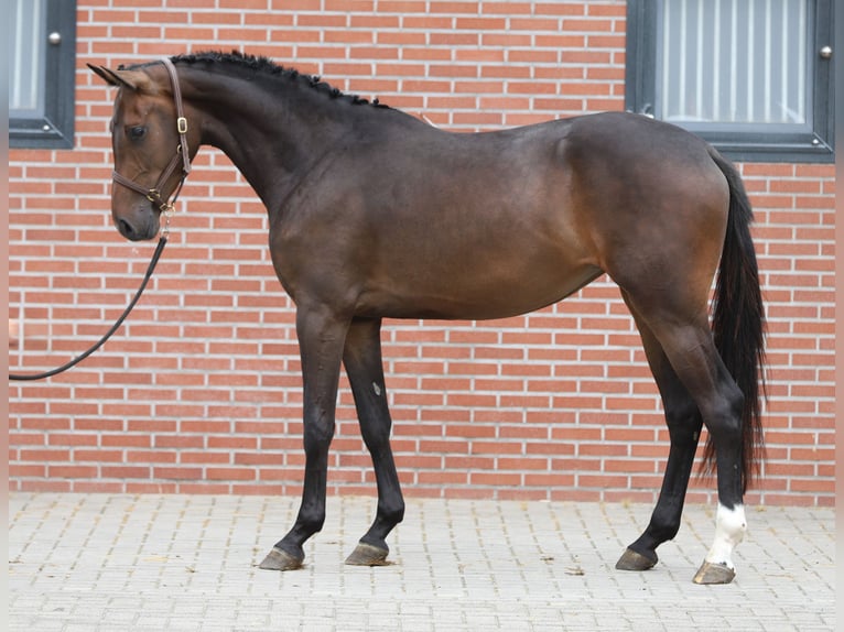Zangersheide Giumenta 3 Anni  in Zieuwent