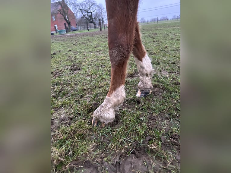 Zangersheide Giumenta 3 Anni Sauro in Neerglabbeek