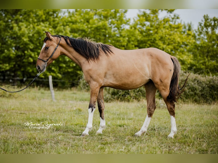Zangersheide Giumenta 4 Anni 150 cm Falbo in Beaumont-Pied-de-Buf