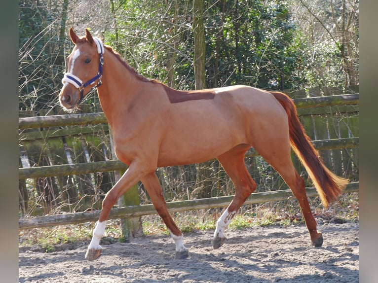 Zangersheide Giumenta 4 Anni 153 cm Sauro in Dorsten