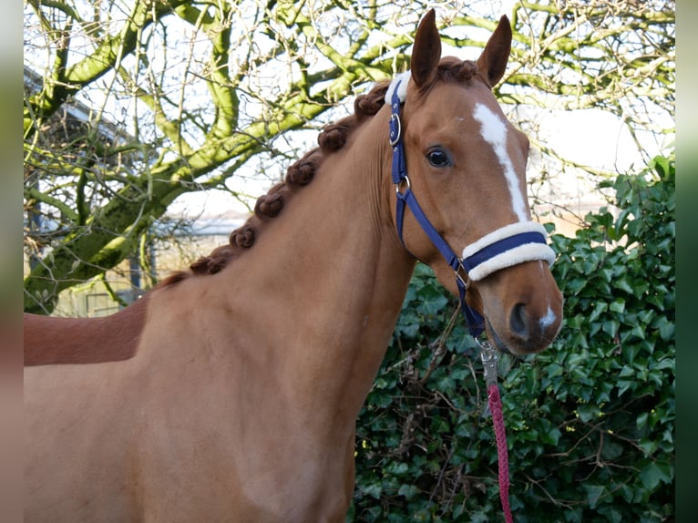 Zangersheide Giumenta 4 Anni 153 cm Sauro in Dorsten