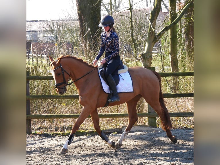 Zangersheide Giumenta 4 Anni 153 cm Sauro in Dorsten