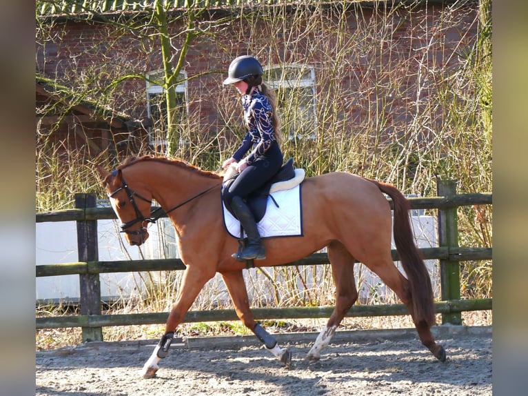 Zangersheide Giumenta 4 Anni 153 cm Sauro in Dorsten