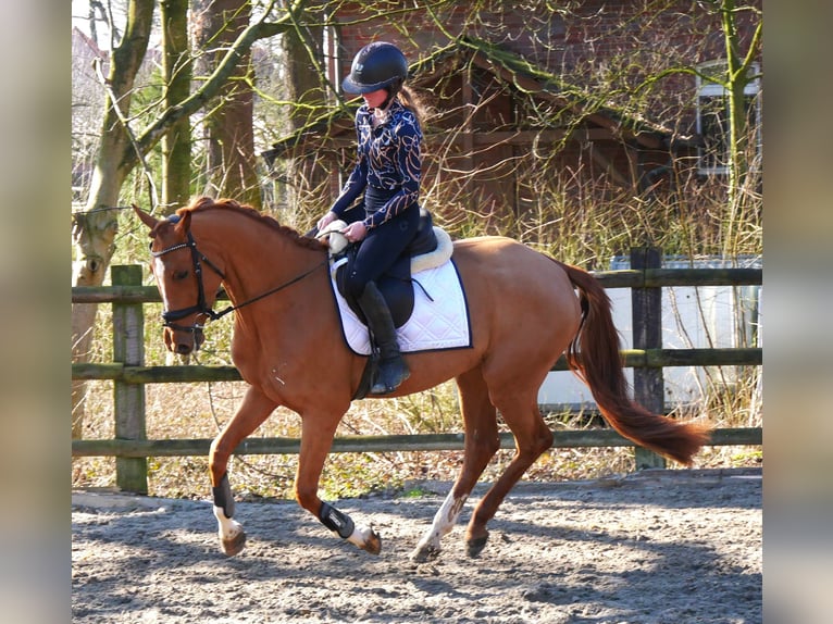 Zangersheide Giumenta 4 Anni 153 cm Sauro in Dorsten