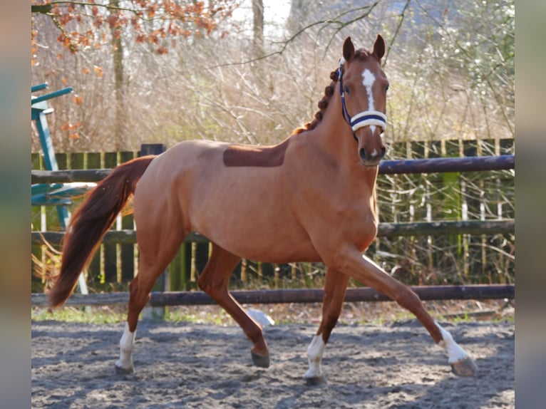 Zangersheide Giumenta 4 Anni 153 cm Sauro in Dorsten